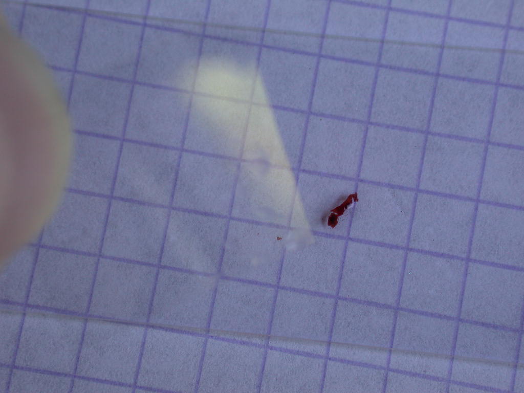 Con l''aiuto del microscopio... QUIZ